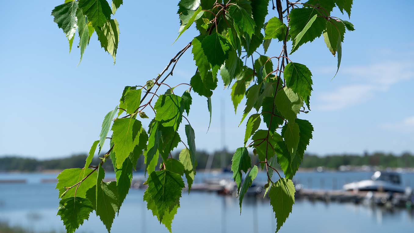 Miltä kesä näyttää sähkön hintojen osalta?